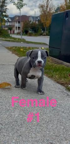 American Bulldog Puppies - Photo 2