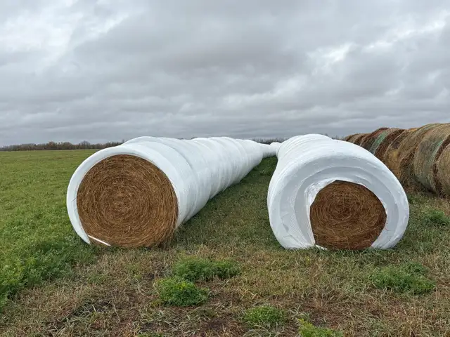 haylage bales