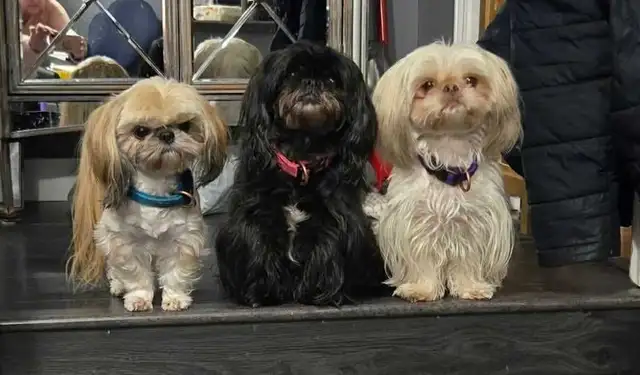 Imperial shihtzus