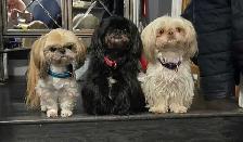 Imperial shihtzus