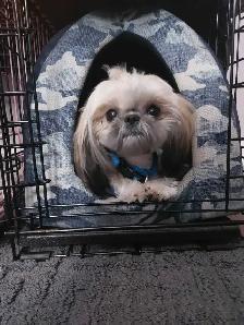Imperial shihtzus - Photo 2