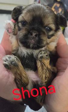 Imperial shihtzus - Photo 3