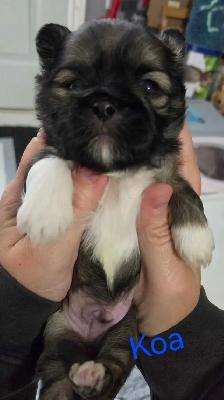 Imperial shihtzus - Photo 4