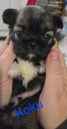 Imperial shihtzus - Photo 5