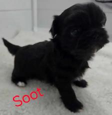 Imperial shihtzus - Photo 6