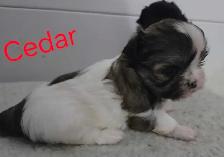 Imperial shihtzus - Photo 7
