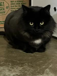 2 yr old litter trained female cat - Photo 2