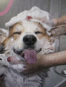 dog/cat grooming