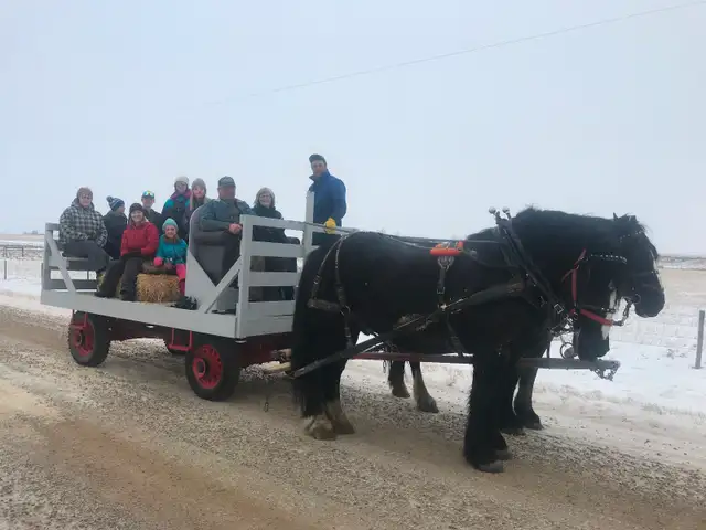 Draft horses for sale!