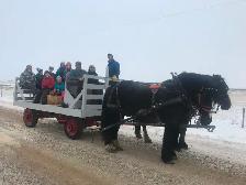 Draft horses for sale!