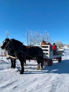 Draft horses for sale! - Photo 2