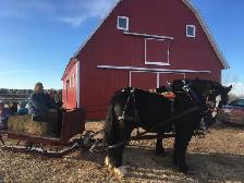 Draft horses for sale! - Photo 3