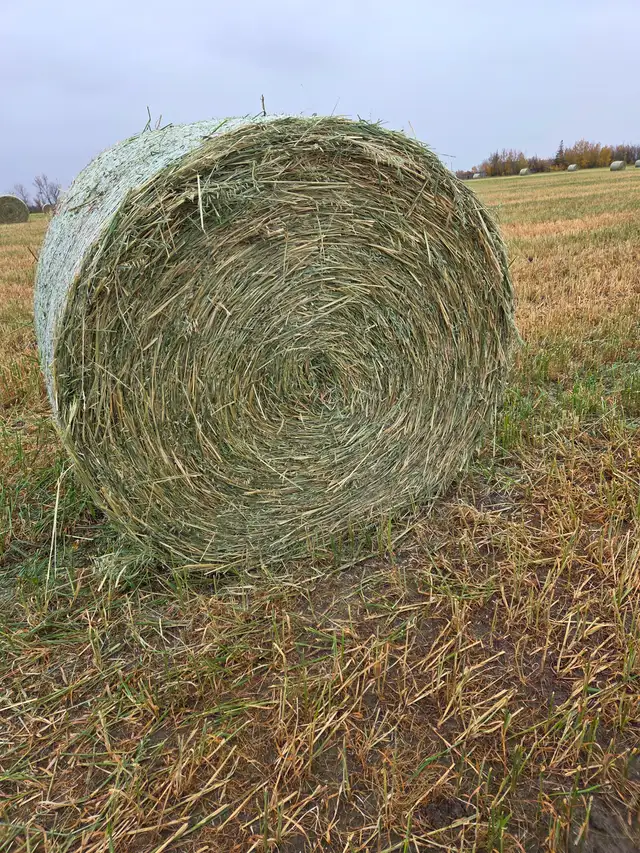 Hay/Green feed for Sale
