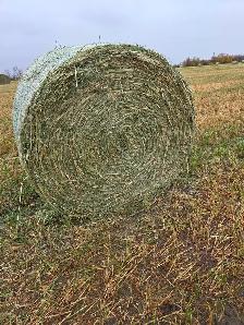 Hay/Green feed for Sale