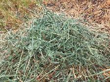 Hay/Green feed for Sale - Photo 2