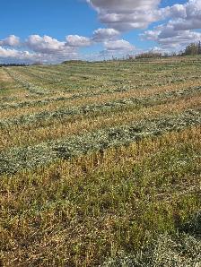 Hay/Green feed for Sale - Photo 3
