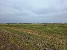Hay/Green feed for Sale - Photo 5