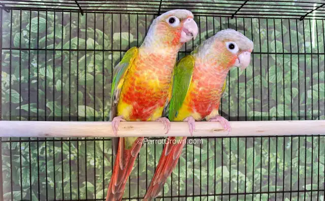 birds for sale breeding proven pairs
