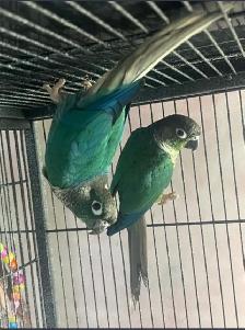birds for sale breeding proven pairs - Photo 5