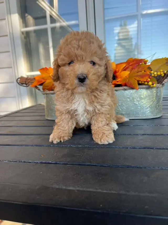 Bichapoo Puppies