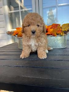 Bichapoo Puppies