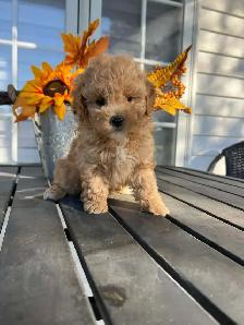 Bichapoo Puppies - Photo 2
