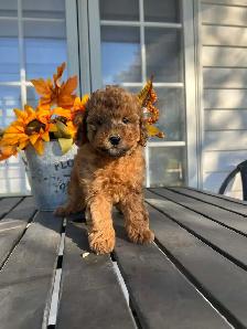 Bichapoo Puppies - Photo 3
