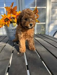 Bichapoo Puppies - Photo 4
