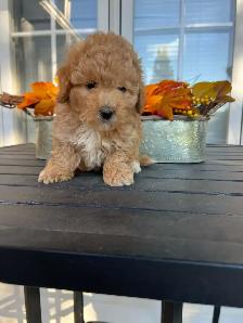 Bichapoo Puppies - Photo 5