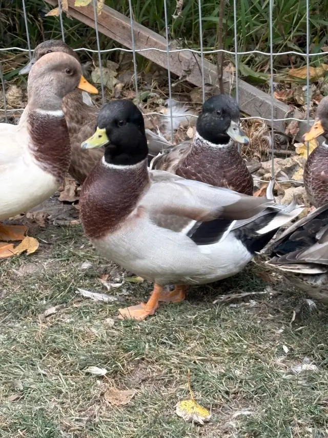 Call Ducks