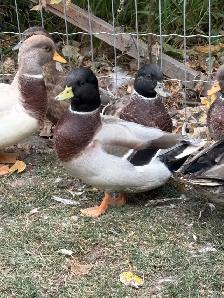 Call Ducks