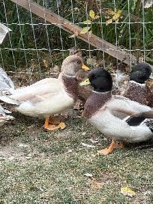 Call Ducks - Photo 2