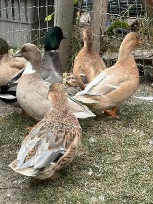 Call Ducks - Photo 3