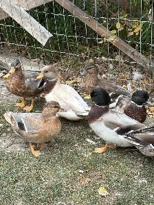 Call Ducks - Photo 4