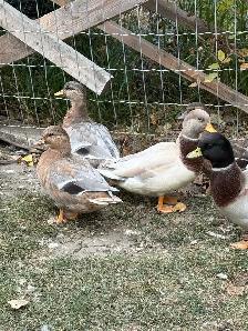 Call Ducks - Photo 5