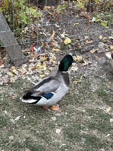 Call Ducks - Photo 6