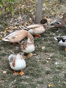 Call Ducks - Photo 7
