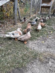 Call Ducks - Photo 8