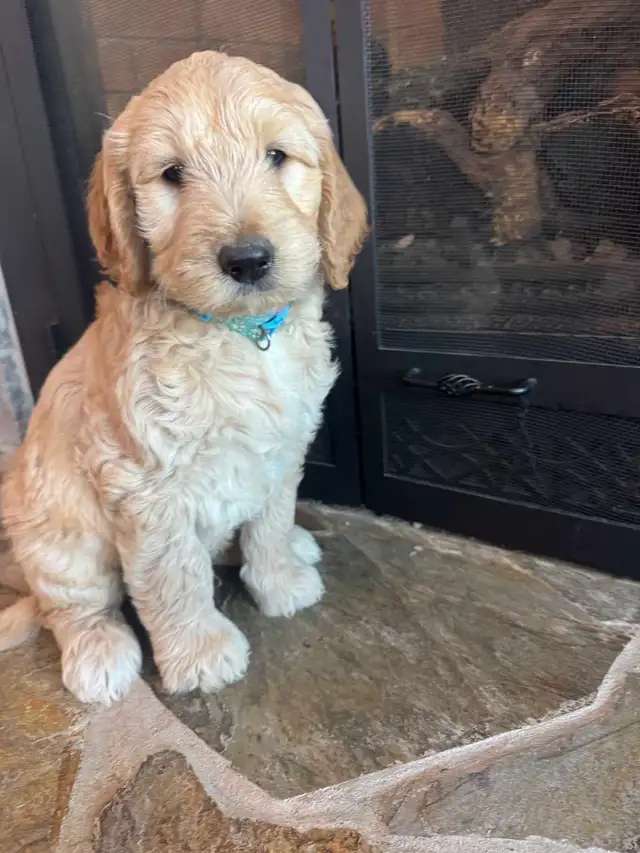 Golden Doodle Puppies