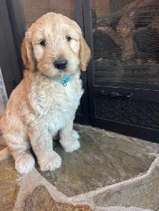 Golden Doodle Puppies