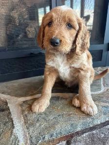 Golden Doodle Puppies - Photo 2