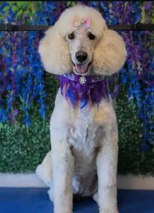 Golden Doodle Puppies - Photo 4