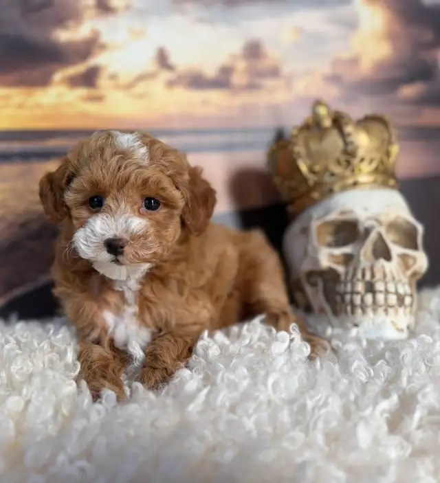 Mini Poodle