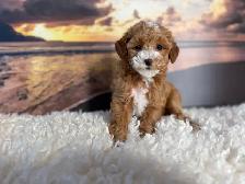 Mini Poodle - Photo 2