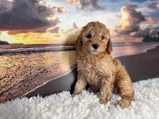 Mini Poodle - Photo 3