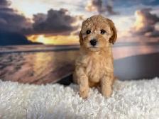 Mini Poodle - Photo 4