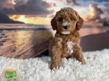 Mini Poodle - Photo 5