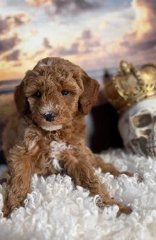 Mini Poodle - Photo 6