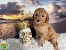 Mini Poodle - Photo 7