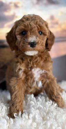 Mini Poodle - Photo 8